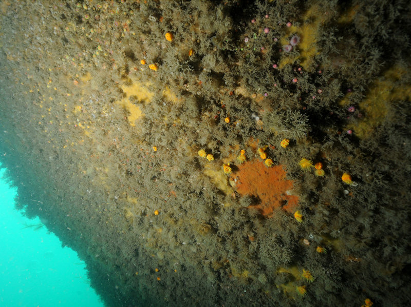 Sponges, cup corals and anthozoans on shaded or overhanging circalittoral rock